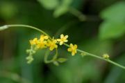 Agrimonia pilosa 